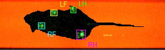 Featured image for Gait Analysis in Rodents