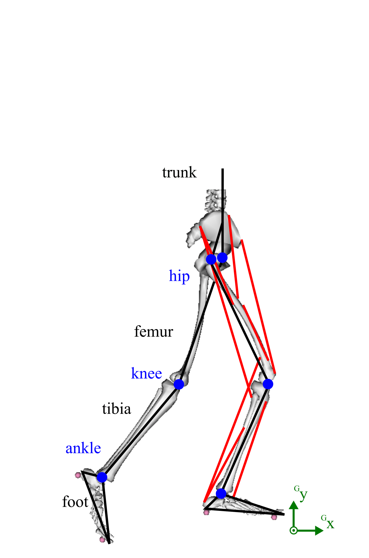 2D Musculoskeletal Model