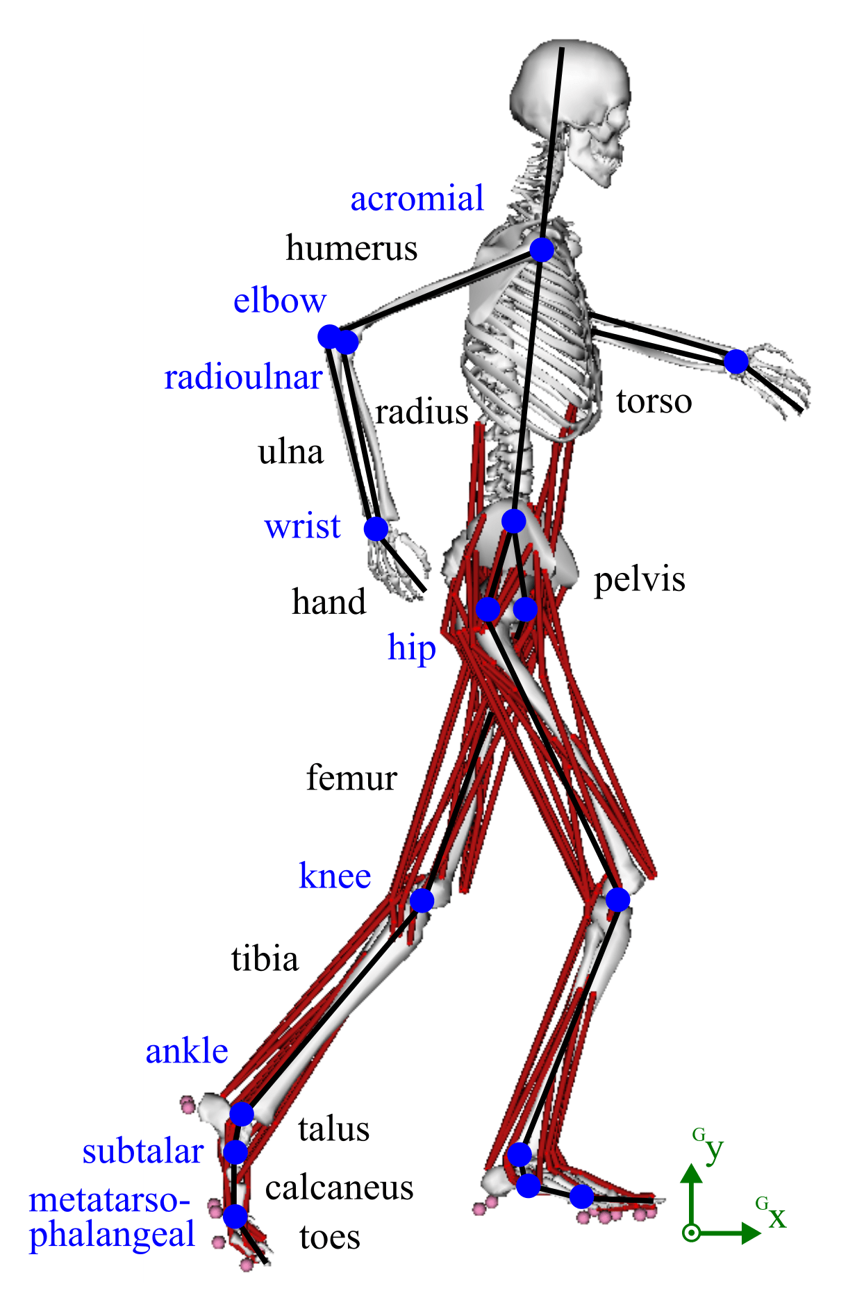 3D Musculoskeletal Model