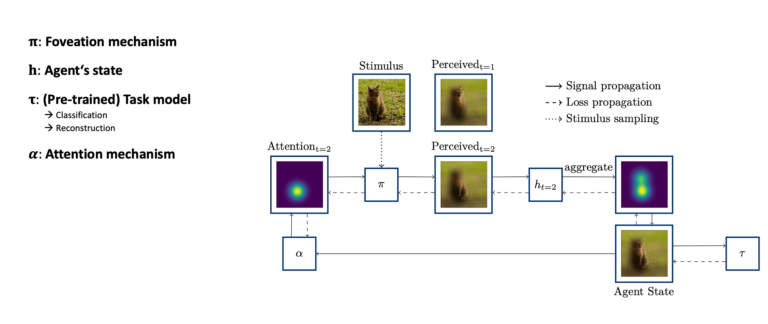 How would Neural Networks explore the world, if we let them see through „human eyes“ ?? – New Publication
