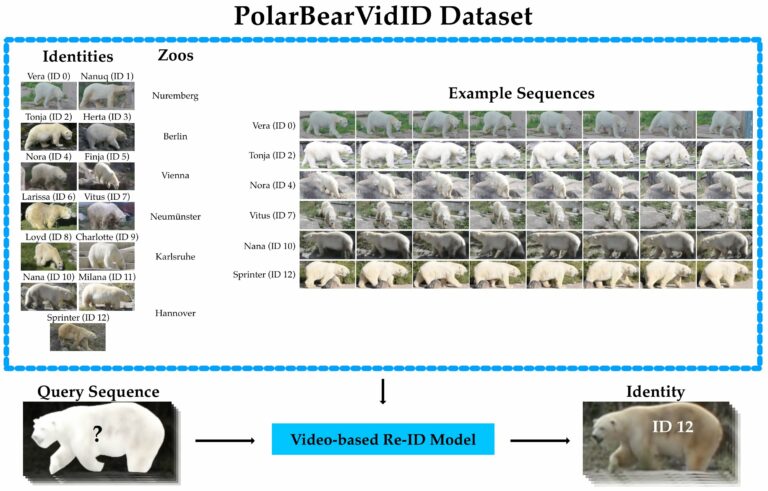 New Publication: “PolarBearVidID: A Video-Based Re-Identification Benchmark Dataset for Polar Bears”