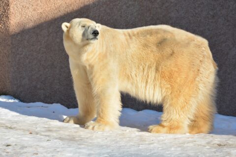 Towards entry "ID 2308: Re-Identification for Polar Bears and Other Animals"