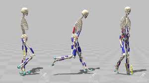 Towards entry "ID 2412: IOC-inspired reinforcement learning of walking with neuromusculoskeletal model"