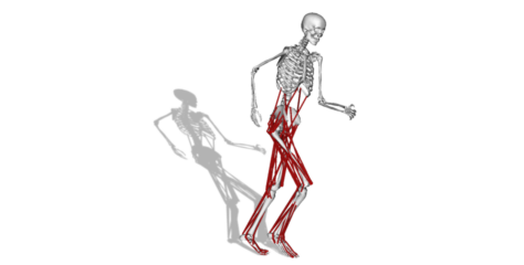To the page:Musculoskeletal Modeling