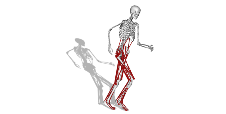 Featured image for Musculoskeletal Modeling